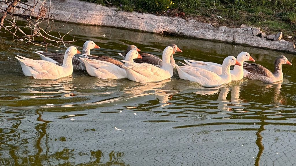 RANCHO DE LUJO EN VENTA O RENTA EN JILOTEPEC EDO MEX - Amenidad 1