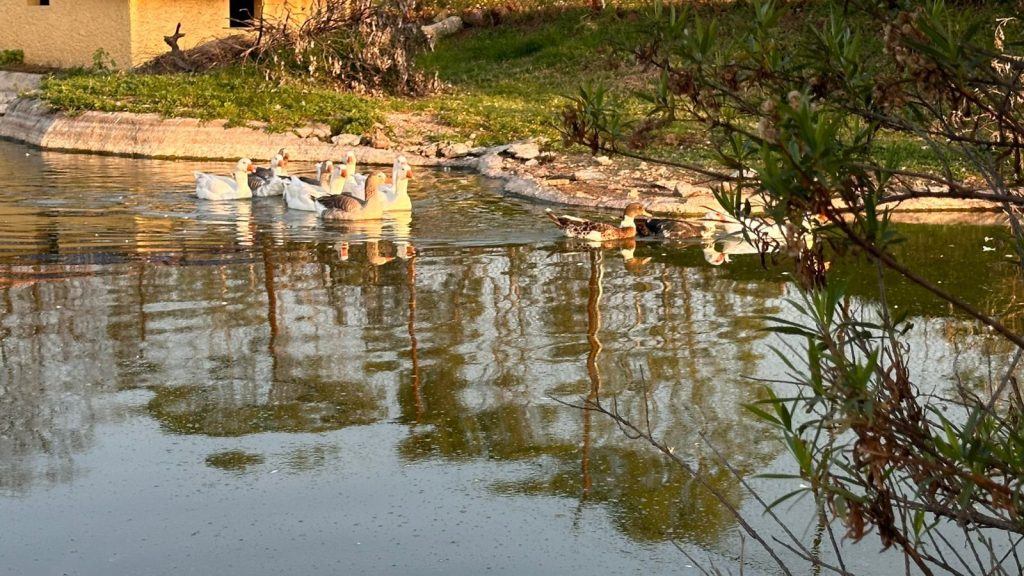 RANCHO DE LUJO EN VENTA O RENTA EN JILOTEPEC EDO MEX - Exterior 5